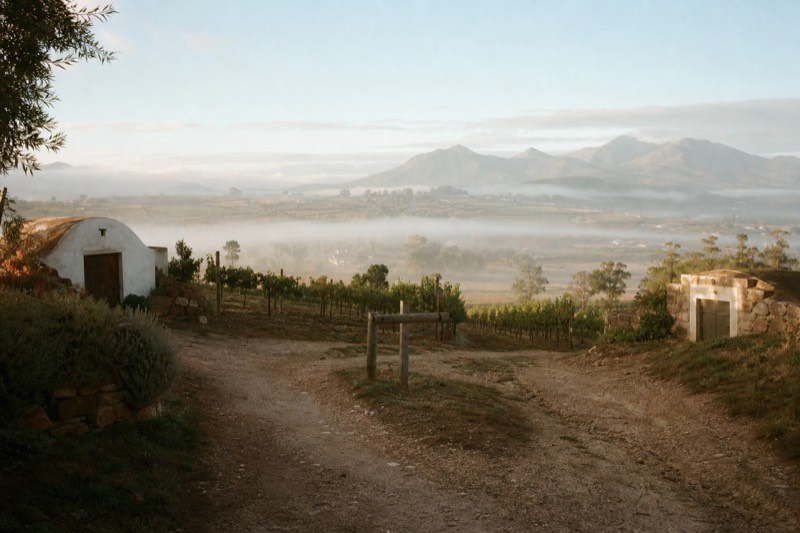 Stellenbosch Wine Walk with 8 Tastings