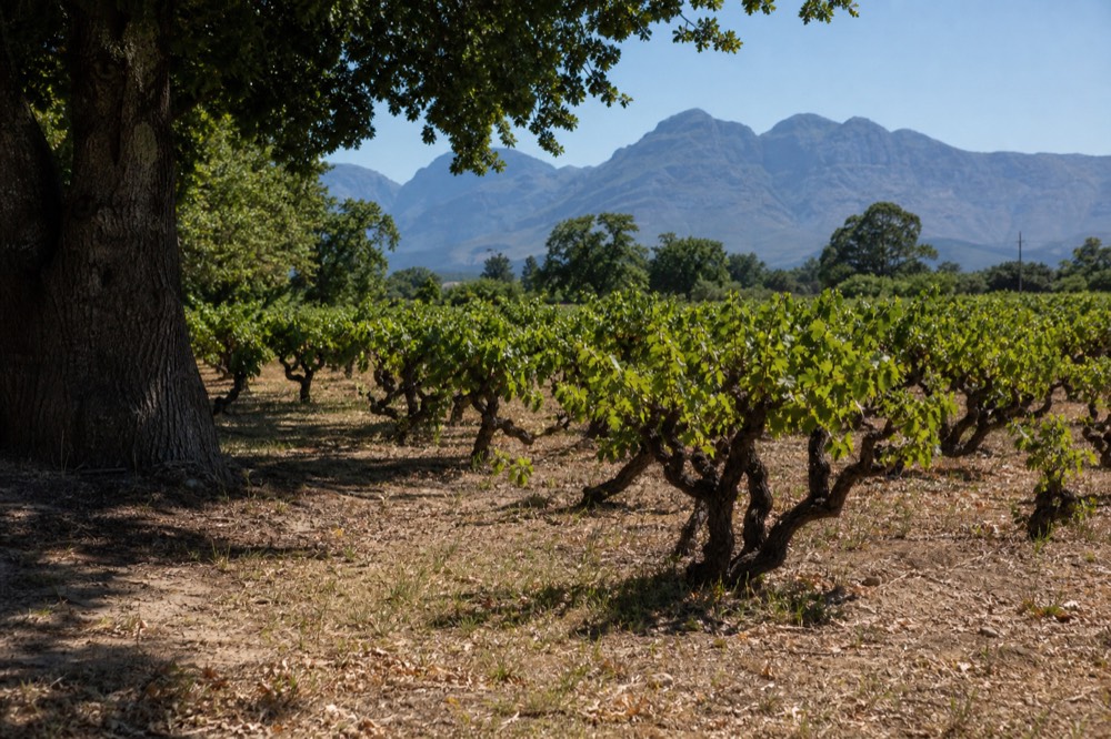 Old gnarled vine trunks in a bush-vine block with green leaves catching low light and blue mountains behind, dry soil between rows, no signage, no text, no people