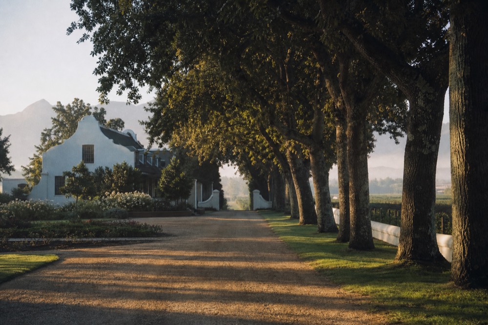 A row of old oak trees lining a gravel driveway toward a whitewashed Cape Dutch homestead with a curved gable, soft morning light, garden beds either side, no signage, no text, no people