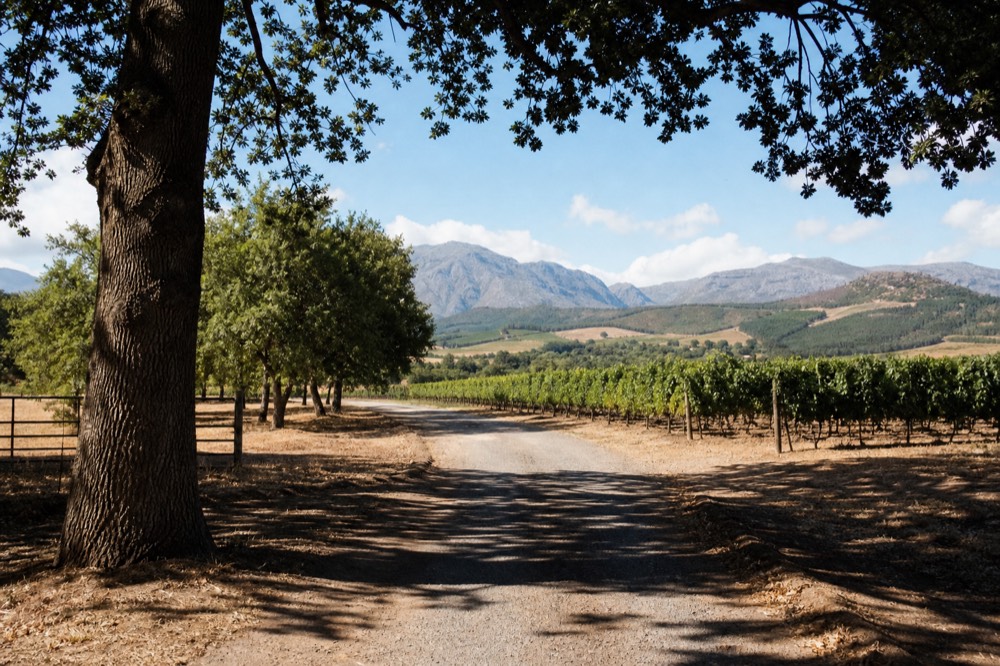 A winding country road running between vineyard blocks toward distant blue mountains under a bright sky, a farm gate half-visible among trees, no cars, no signs, no text, no people