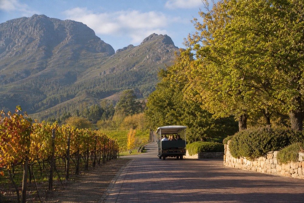 A vineyard-lined valley road with a small open tram in the distance passing under trees, steep mountains behind, warm light, no signage or faces