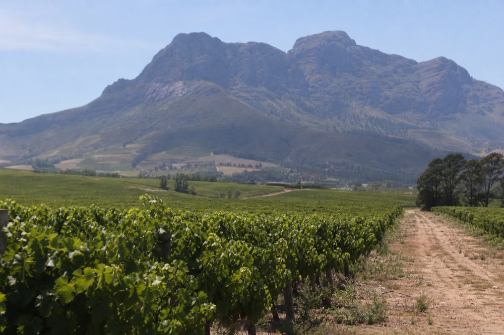 Vineyard rows in full green leaf sweeping toward a steep blue mountain under a clear sky, a dirt track between blocks, midday light, no signage, no text, no people
