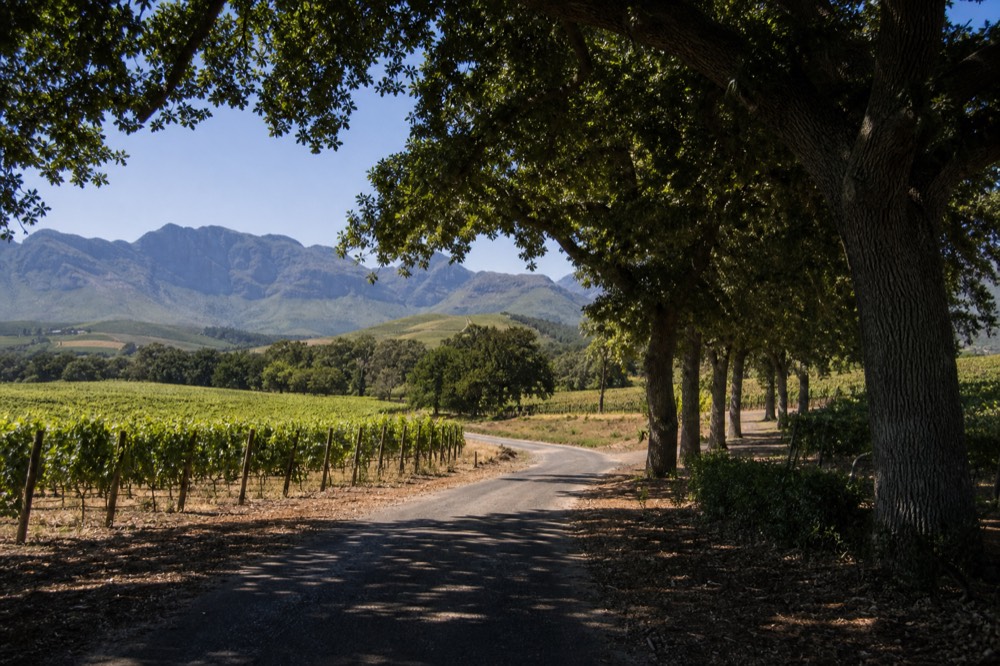 A rural road curving between vineyard blocks and oak trees toward a blue mountain range under a clear sky, open countryside, no cars, no signage, no text, no people