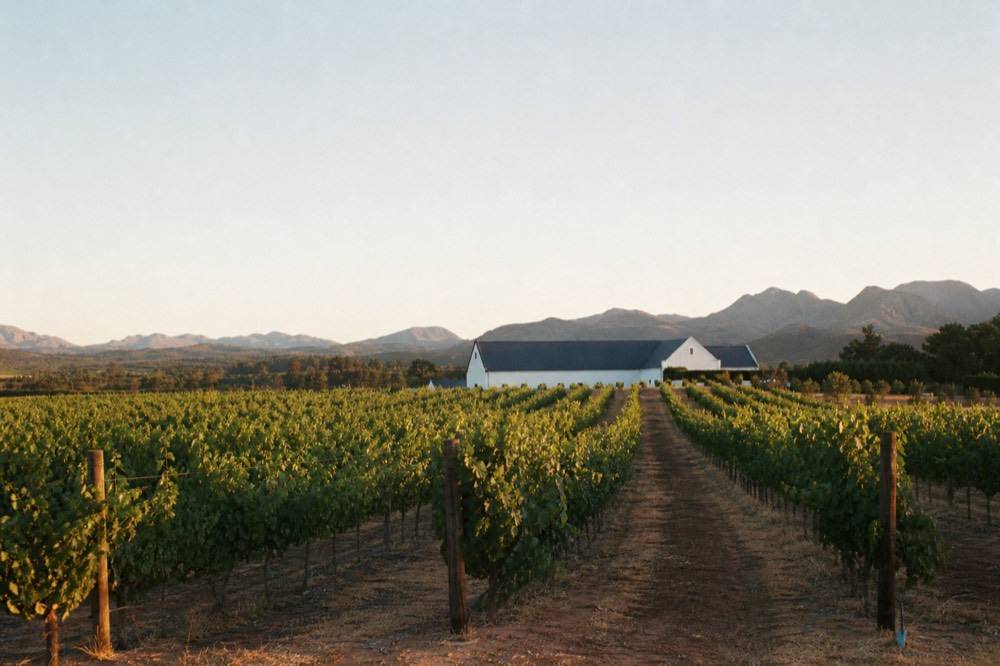Long straight rows of vines running to a low range of hills under a wide bright sky, a large winery building in the distance, no signage or faces