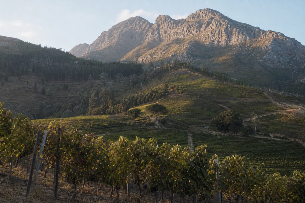 Rows of vineyard climbing a steep mountain slope with bare rocky peaks above and a cool blue sky, low afternoon light across the leaves, no signage, no text, no people