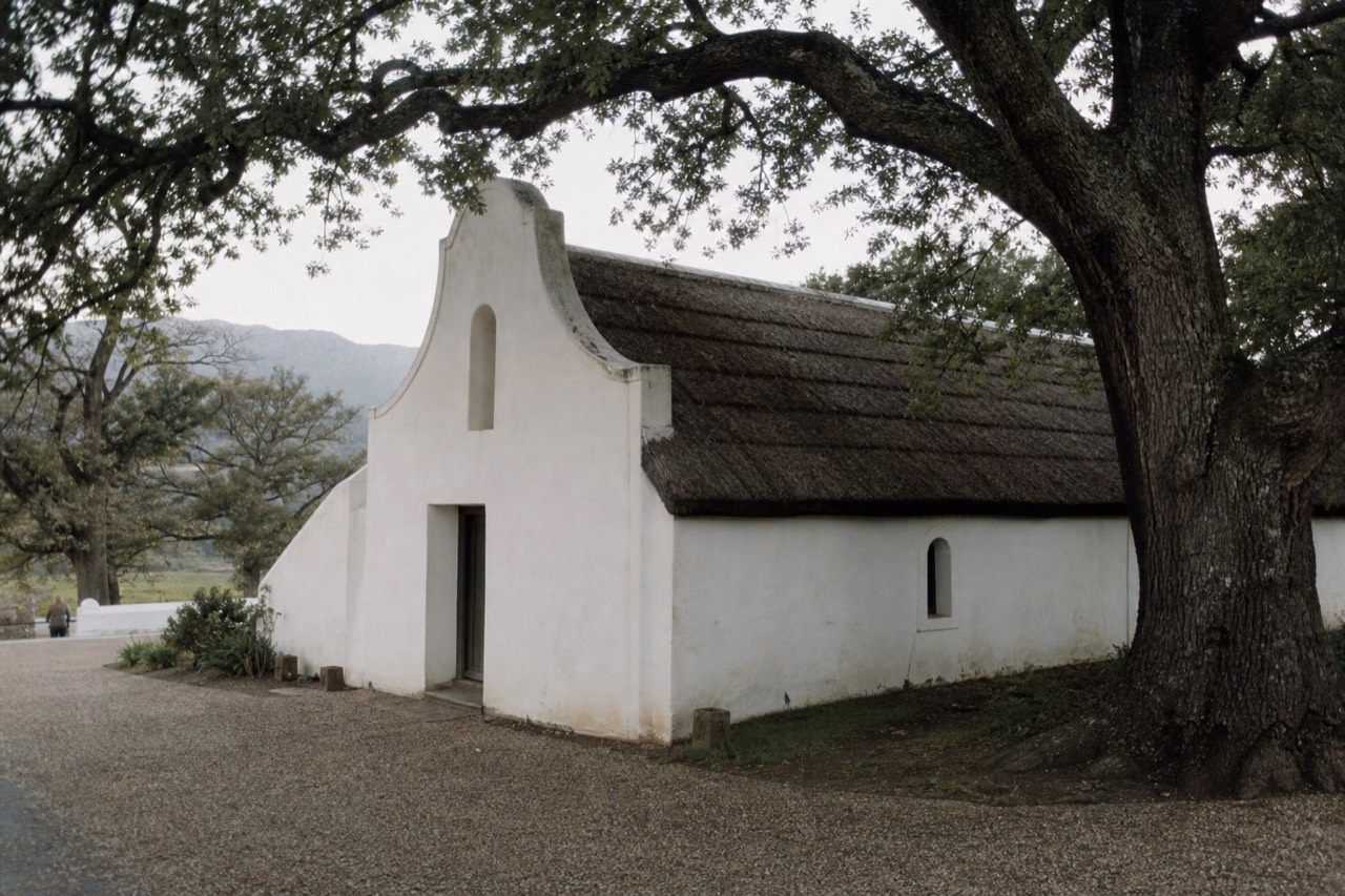 A low whitewashed Cape Dutch cellar with a weathered thatched roof and a curved gable set among ancient oak trees, soft morning light, rough plaster walls, no signage, no text, no people