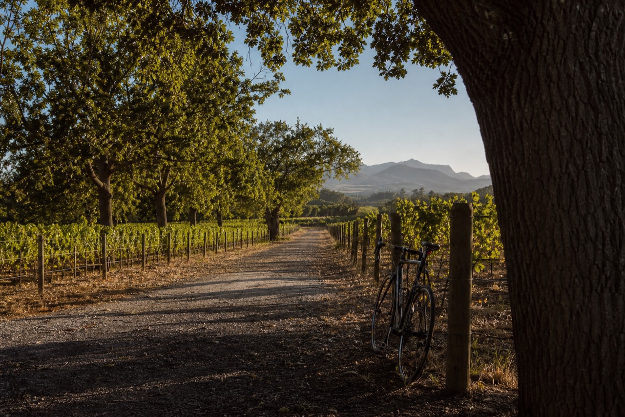 A gravel back road running between vineyard rows toward blue mountains with a single bicycle leaning against a fence post, warm late-afternoon light, no branding, no text, no people