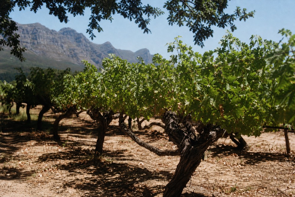 Old gnarled vine trunks in a bush-vine vineyard block with green leaves and a mountain ridge behind under soft light, no signs, no text, no people