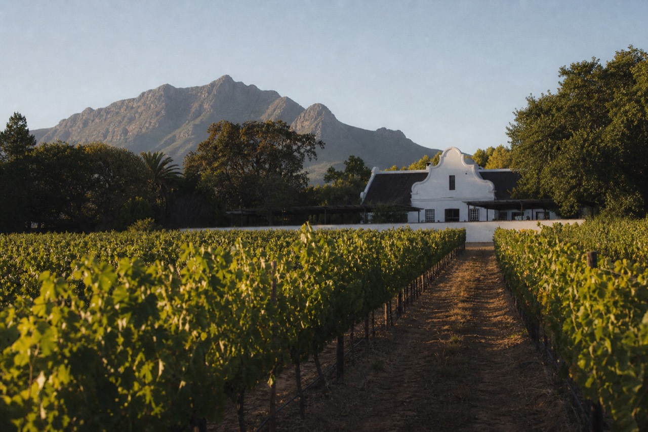 Rows of green vineyard running toward a whitewashed Cape Dutch gabled cellar building with the blue Simonsberg mountain behind under a clear sky, no signage, no text, no people