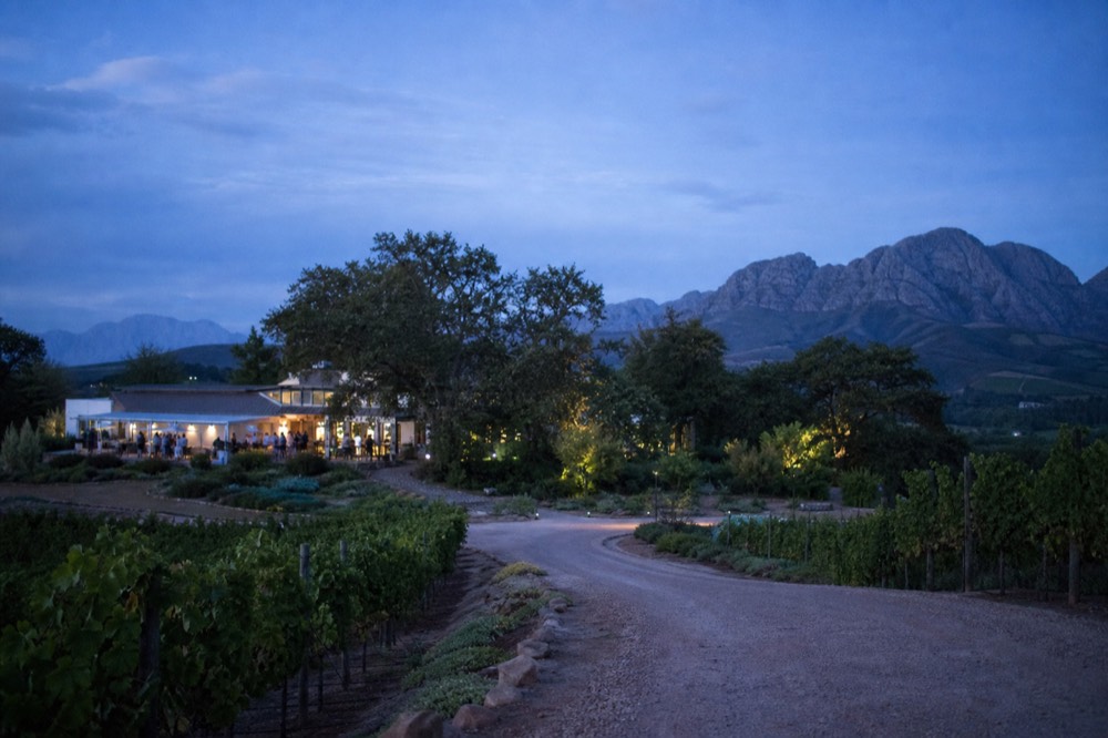 A winding country road running between vineyard blocks and oak trees toward blue mountains in the Cape Winelands, no cars, no signs, no text