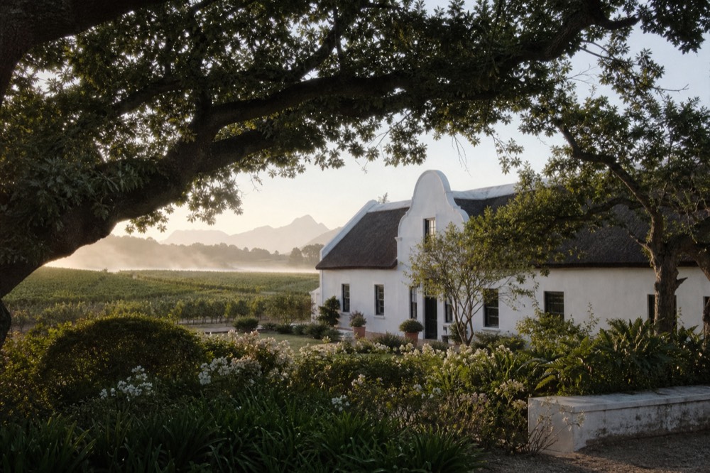 A whitewashed Cape Dutch homestead with a curved gable and thatched roof set among old oak trees and a garden, soft morning light, no signage, no text, no people