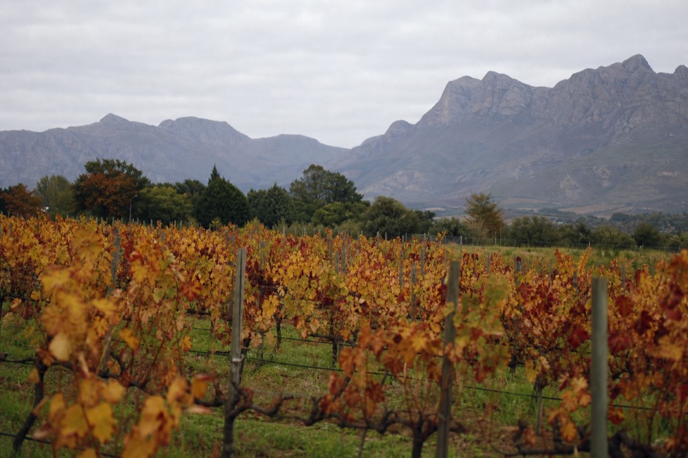 Autumn vineyard rows turning gold and red under a soft overcast sky with mountains behind, a few bare vine posts, no people, no text, no signs