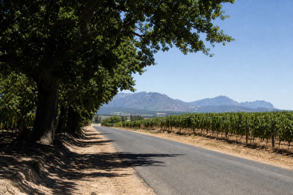 An empty rural road running between rows of vineyard toward a mountain range at midday, a signless verge and open sky, no cars, no text, no people