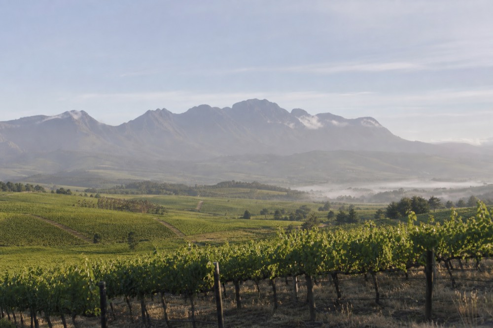A wide valley of vineyard blocks in different greens stretching toward layered blue mountain ranges under a high afternoon sky, no buildings in focus, no text, no people