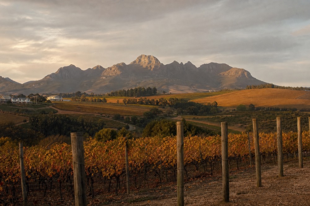 Autumn vineyard rows turning gold and russet under a soft overcast sky with mountains behind, bare vine posts along the edge, no people, no text, no signs