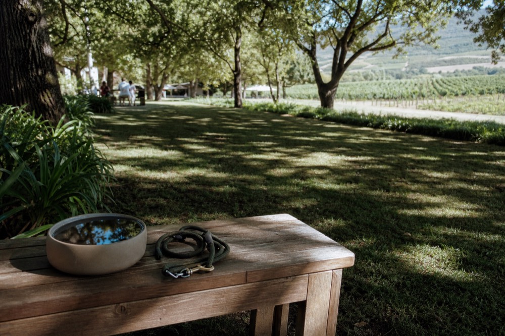 A dog water bowl and a coiled lead resting on a wooden bench beside a shaded vineyard picnic lawn, dappled light through oak leaves, no people, no signage, no text