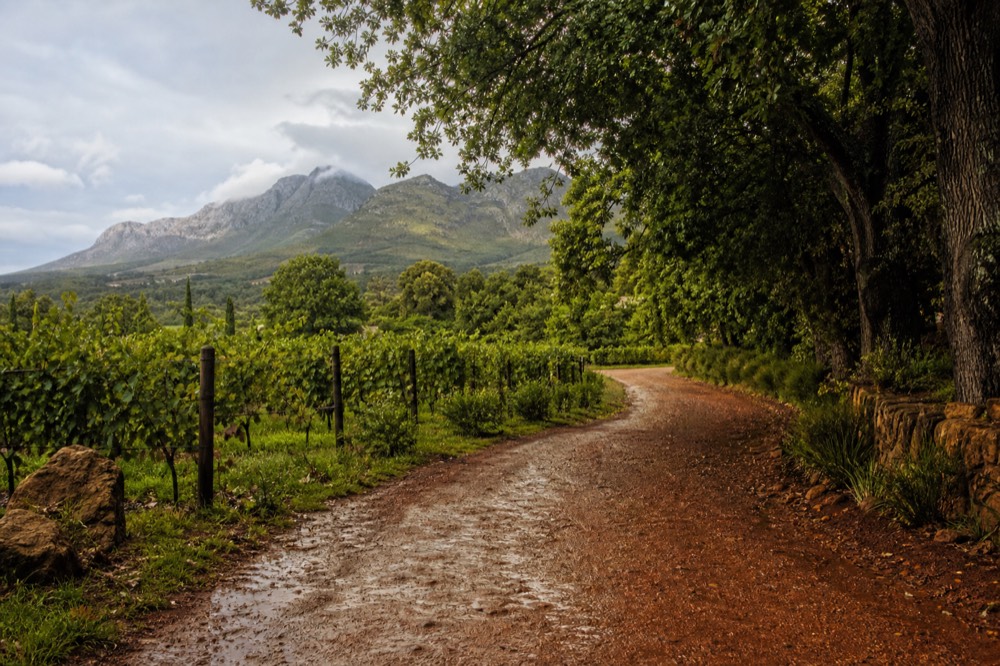 A country lane winding between vineyard blocks and oak trees toward mountains, a lead-shaped shadow across the gravel, warm afternoon light, no cars, no signs, no text, no people