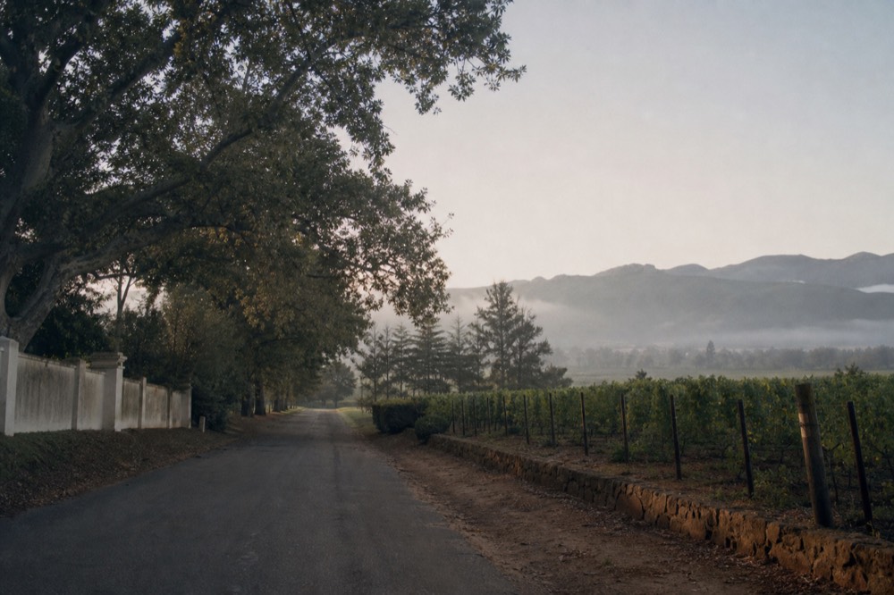 A quiet oak-lined country lane in early morning light with vineyard on one side and a low farm wall on the other, mist lifting off the hills, no people, no cars, no text, no signs