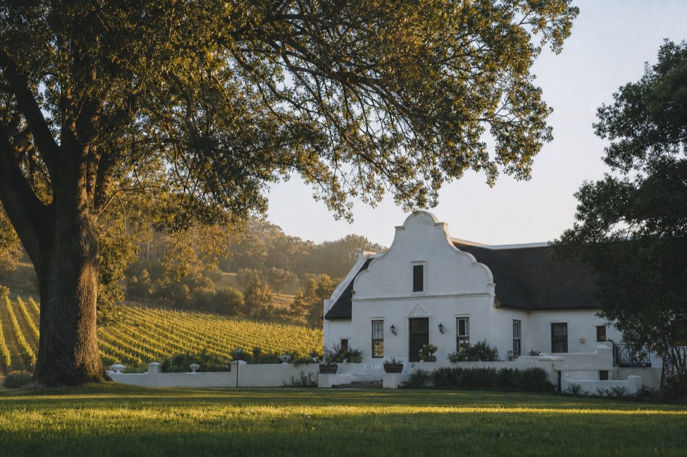 A whitewashed Cape Dutch estate building with a curved gable set behind a green lawn and old oaks, vineyard rows on the slope beyond, soft morning light, no signage, no text, no people