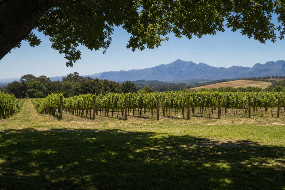 Green vineyard rows in spring light running toward the blue Simonsberg ridge, a mown grassy verge in the foreground, clear sky, no people, no cars, no text, no signs