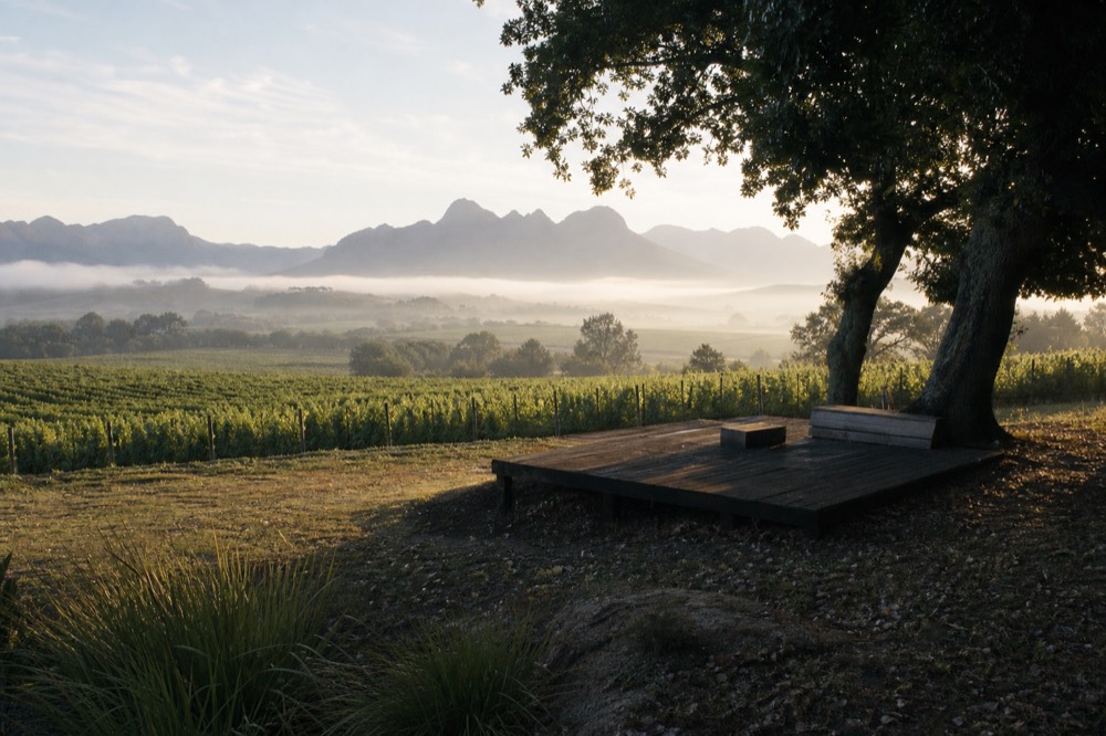 A quiet vineyard stop with a wooden platform and a cluster of oak trees, mountains rising behind rows of vines in soft morning light, no people or signs