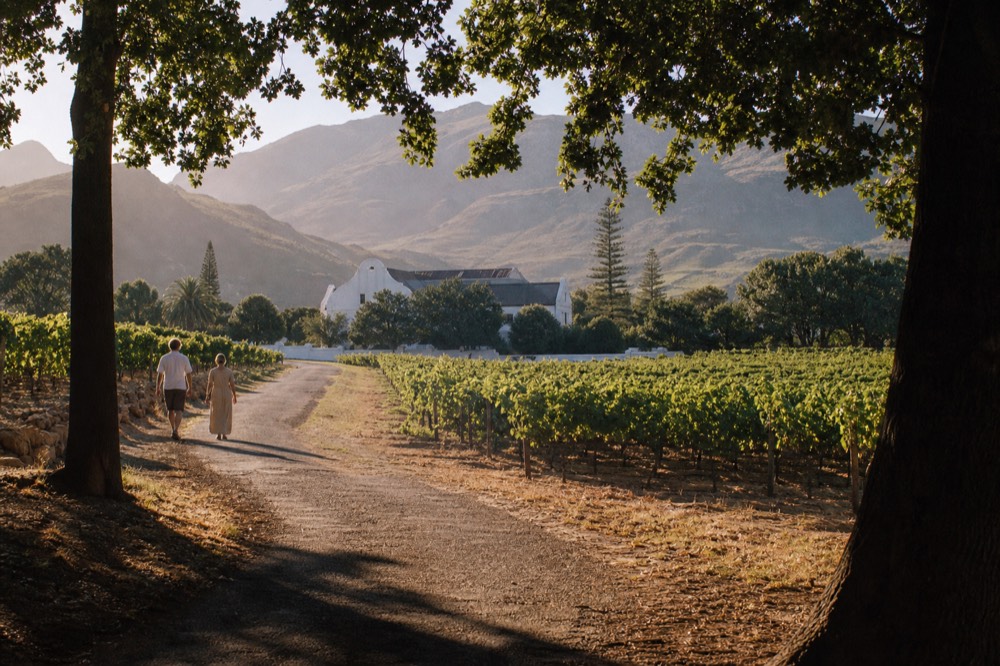 A winding country road between vineyards with a distant Cape Dutch gabled building among trees, mountains on the horizon, late-day light, no text or logos
