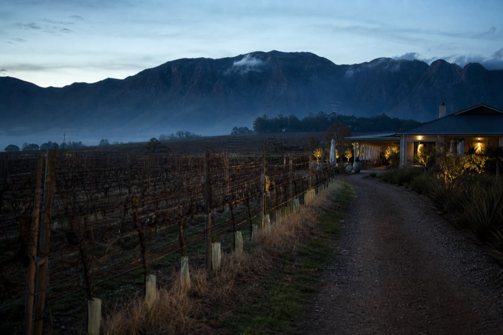 Vineyard rows in low golden winter light with mist rising toward dark mountains, bare early-season vines, no text or people