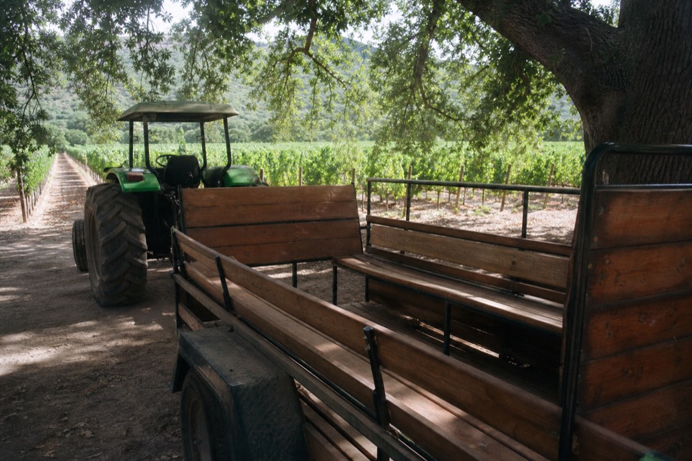 A close view of an open wooden-benched trailer hitched to a green tractor on a farm track, vineyard rows on both sides, no people, no signage, no text