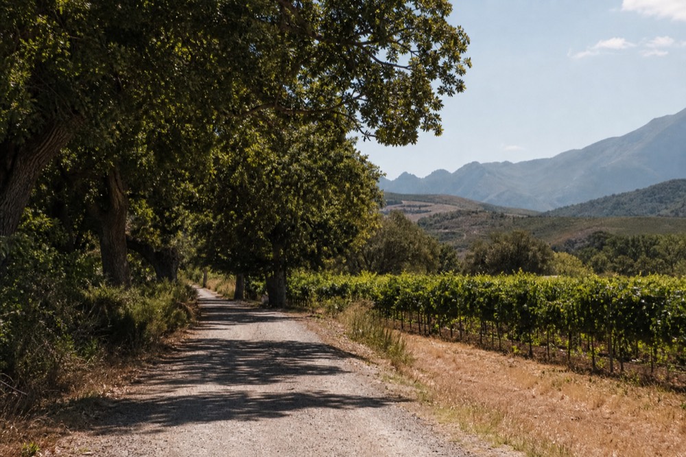 A gravel farm road winding between vineyard blocks and oak trees toward blue mountains in soft afternoon light, no vehicles, no signs, no text, no people
