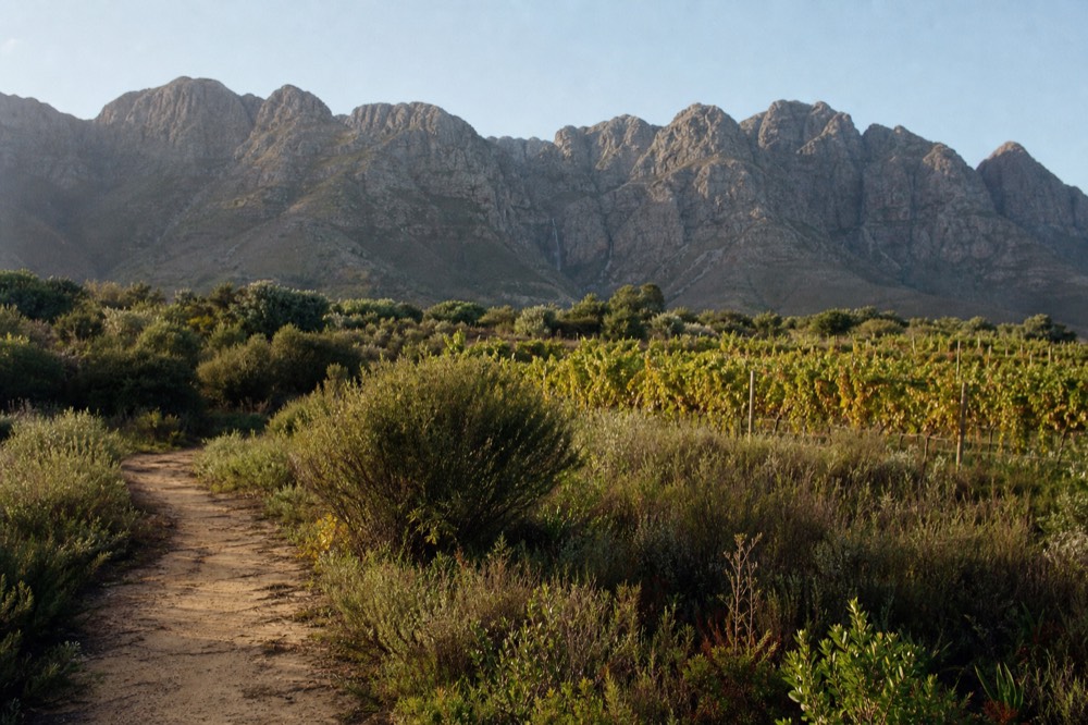 A footpath winding into a horseshoe of granite mountains above green vineyard and fynbos, a thin waterfall on the far slope, clear morning sky, no people, no signs, no text