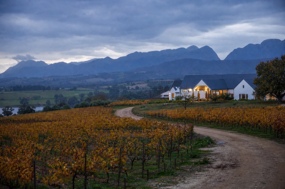 Autumn vineyard rows turning gold and copper on a valley floor beneath blue mountains under a soft overcast sky, a farm track curving through, no people, no signs, no text