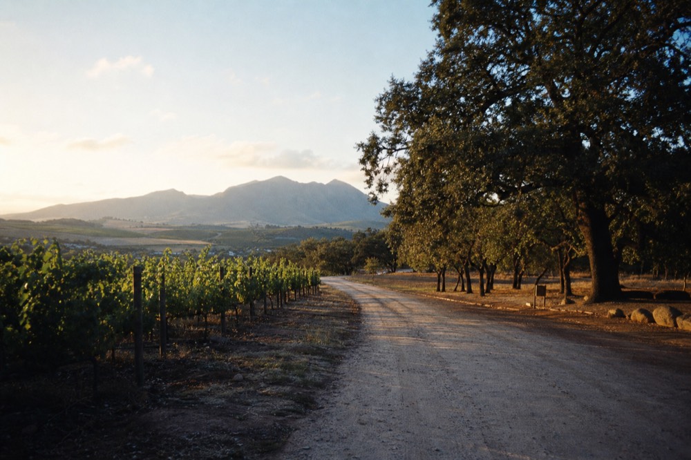 A quiet country road curving between vineyard blocks and oak trees toward blue mountains under a bright sky, no cars, no signage, no text, no people
