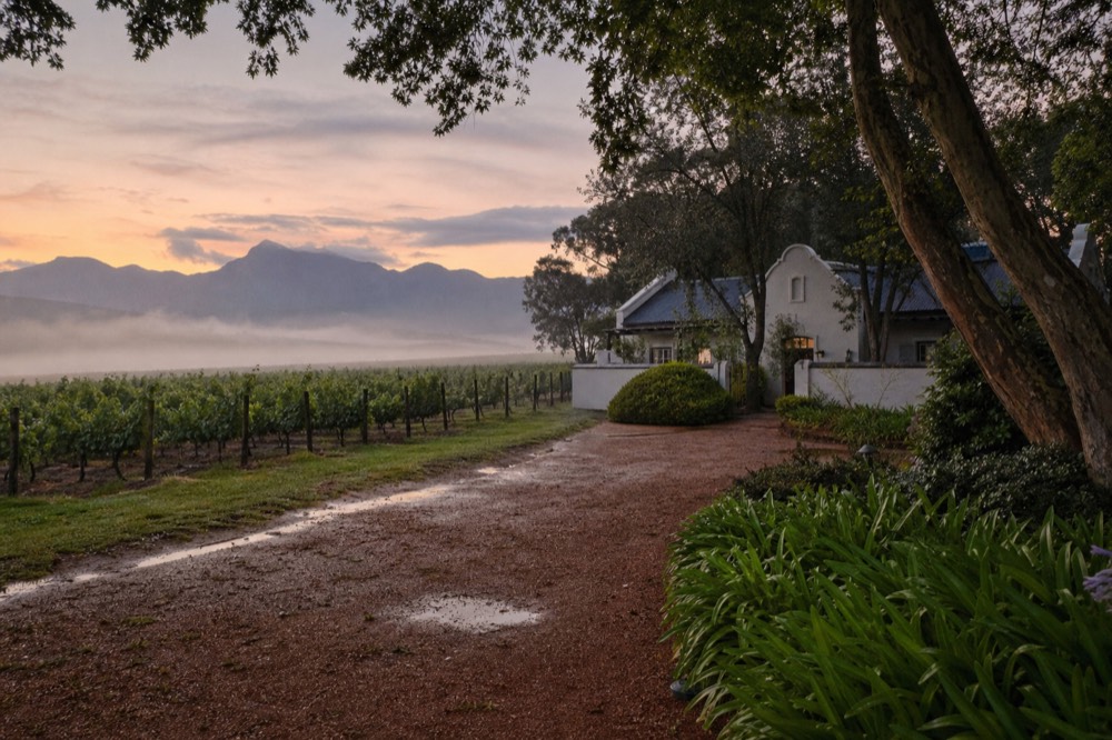 A vineyard estate at first light with mist low over the rows and a guest cottage among trees, soft pink and gold sky, no people, no text, no signage