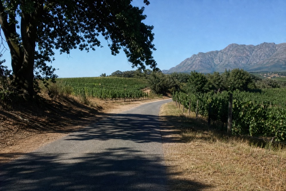 A narrow country road winding between vineyard blocks and stands of oak toward blue mountains under an afternoon sky, no cars, no signs, no text, no people