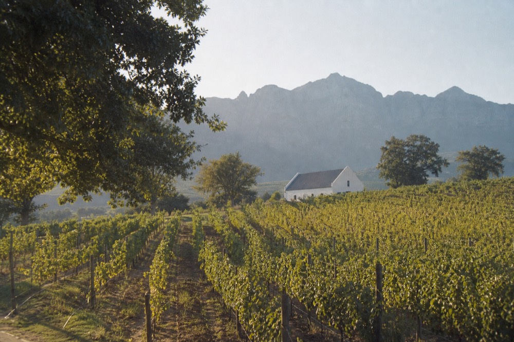 Vineyard rows running up a gentle slope toward a tall blue mountain ridge with a whitewashed gabled cellar building among old oaks, warm light, no signage, no text, no people