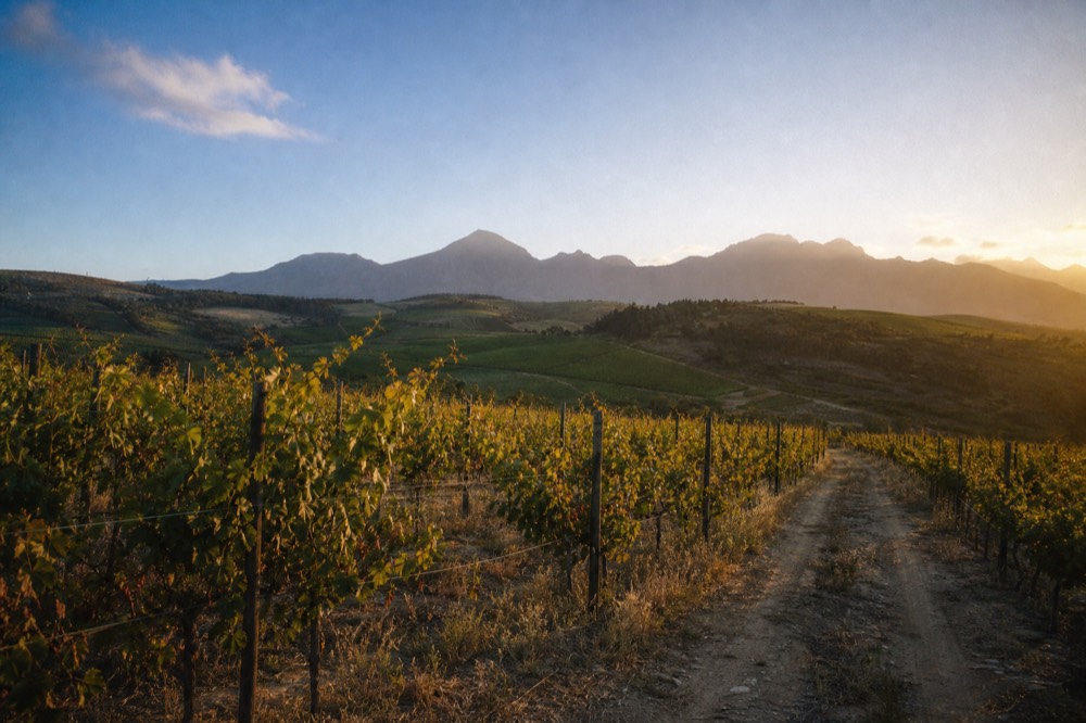 Quiet vineyard rows on rolling hills under a wide sky with distant mountains, a single dirt track and no buildings in view, no cars, no signs, no text, no people