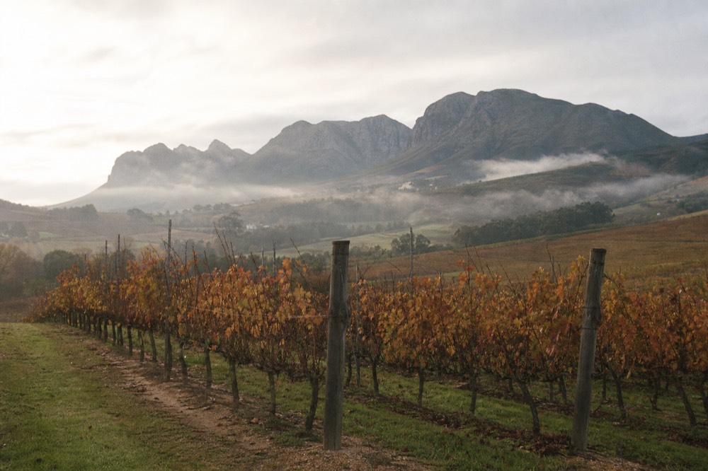 Autumn vineyard rows turning gold and rust under a soft overcast sky with mountains behind, bare vine posts in the foreground, no people, no text, no signs